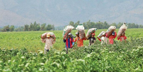 Día mundial de la alimentación