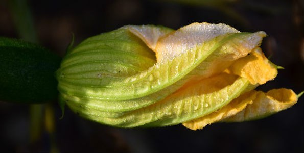 Flor de calabaza: aplicación en la cocina y beneficios para la salud