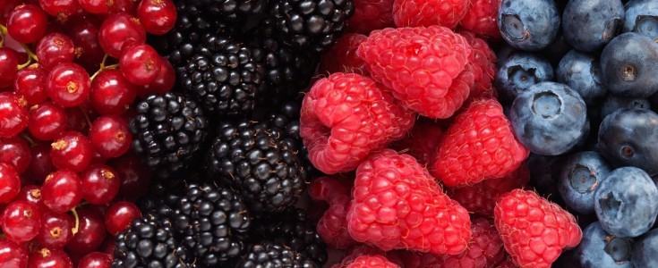 El campo colombiano florece en marzo: La temporada de frutos rojos llega a su punto máximo de calidad