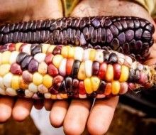 USA espera vender más de 7 toneladas de agro-alimentos a Colombia